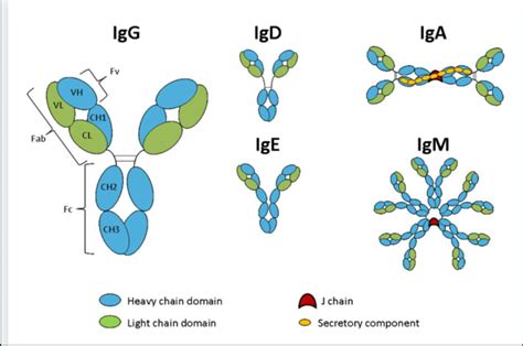 Schematic representation of the five immunoglobulin classes or isotypes ...