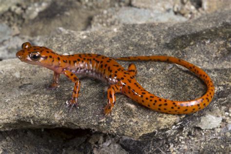 ‘Death by a thousand holes’: Scientists race to avert a salamander crisis