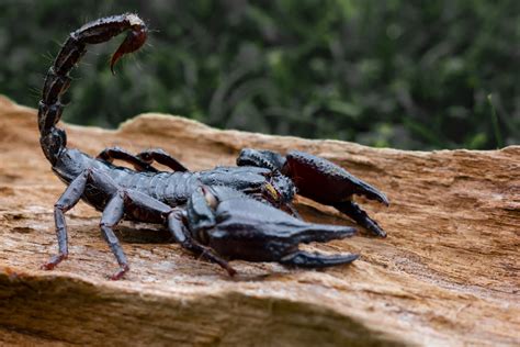 What Do Emperor Scorpions Eat? Diet & Care Guide