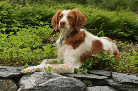 The Epagneul Breton: A Versatile And Loyal Hunting Dog