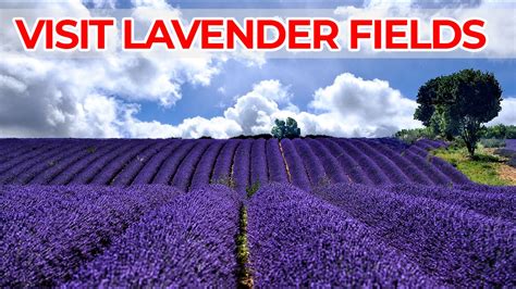 Visit Provence Lavender Fields | Lavender Fields South of France