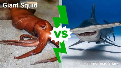 Giant Squid Attacking Shark