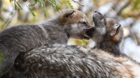 Phoenix Zoo confirms birth of 6 Mexican gray wolf pups