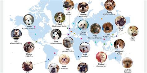 Most Popular Dog Breeds By Country - Business Insider