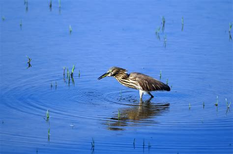 Ballia, India - Ballia Tourism | Ballia Travel Guide - Yatra.com