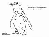 Penguins Coloring Adelie Black Footed Emperor Yellow Eyed  sketch template