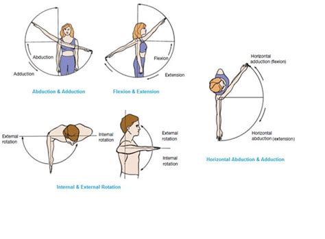 Muscles That Move the Arm