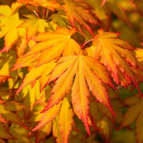 Acer palmatum Cascade Gold - Golden Foliage Weeping Waterfall Japanese ...