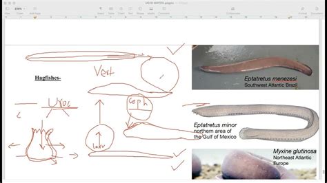 Zoology BSc Yr2 (III) Myxine Anatomy p1 - YouTube