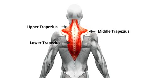 4 Trapezius Exercises For Pain Relief (No Equipment) – Mostpupolar