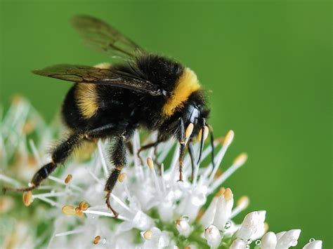 Ohio Bee Atlas - Columbus Audubon