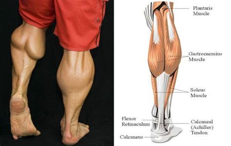 What is the anatomy of the calves? - Quora