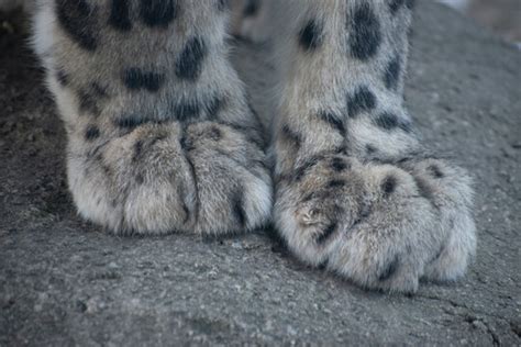 Snow Leopard Paws