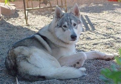 Wolamute Dog Breed Information and Pictures