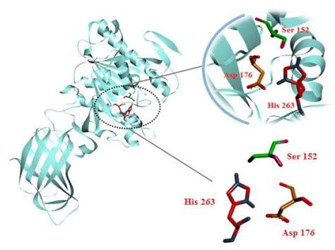 Solved what is pancreatic lipase function based on its | Chegg.com