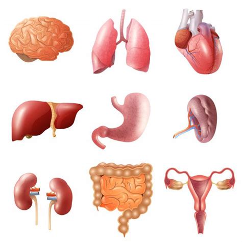 Download Human Organs Set for free | Body organs diagram, Body organs ...