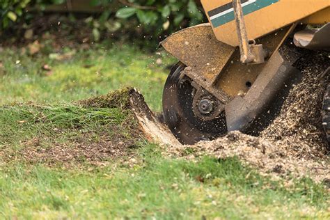 Why is Tree Stump Grinding Recommended? | Tree Stump Grinding Service in Dallas, TX