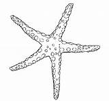 Beautiful Starfish Coloring Page  Kids Play Color sketch template
