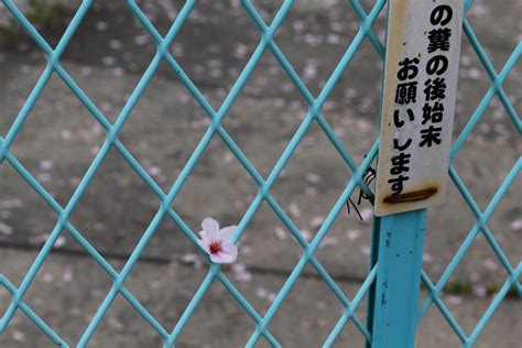 Hiroshima Hanami (Cherry Blossoms, because they’re in bloom) | Koreabridge