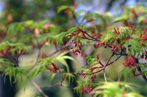 Acer palmatum 'Seiryu' (Lace-leaf Japanese Maple, Laceleaf Japanese Maple, Seiryu Japanese Maple ...