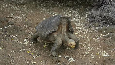 Species Saving Tortoise Returns to Galapagos | SpaceBattles Forums