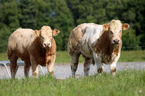 Charolais in Ireland – Irish Charolais Cattle Society