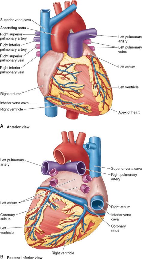 Heart Anatomy Posterior