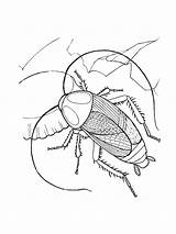 Free Printable Cockroach Coloring Pages For Kids sketch template