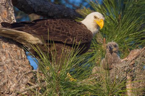 Florida Photo Tours and Workshops — Slonina Nature Photography