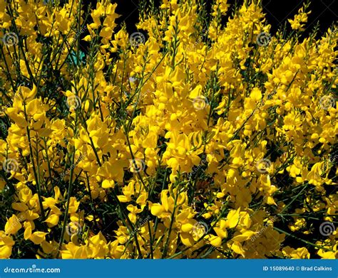 Broom stock photo. Image of flowering, plant, colour - 15089640