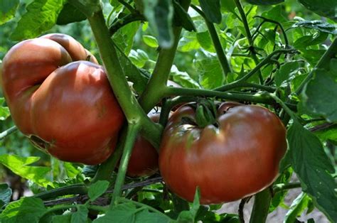 Types of Tomato Plants | Garden Design