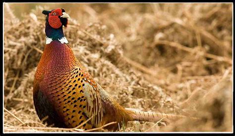 Iowa Pheasant Hunting Season 2023-2024 New Dates & Rules!