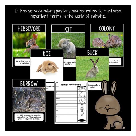 The Life Cycle of a Rabbit Activity Pack – Heart 2 Heart Teaching