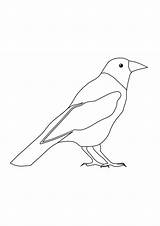 Crow Outline Drawing Sketch Coloring Page sketch template