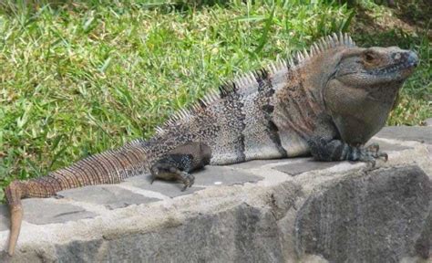 Removing the Invasive Black Spiny Tailed Iguana - Wildlife Removal Services of Florida