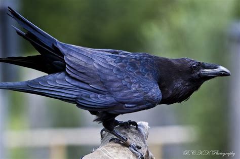 ravens | Raven bird, Raven, Crow bird