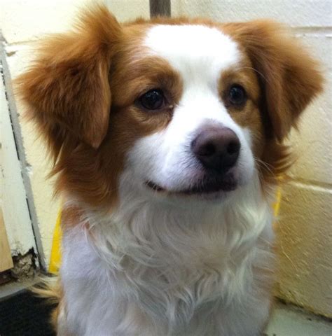 Rusty | 3 years old | Cavalier King Charles spaniel-papillon mix | 25 ...