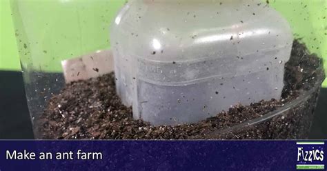 Create an ant farm : Fizzics Education