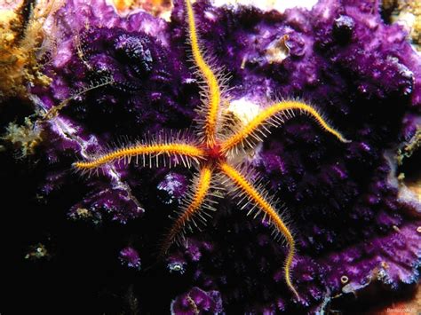 underwater, Starfish HD Wallpapers / Desktop and Mobile Images & Photos