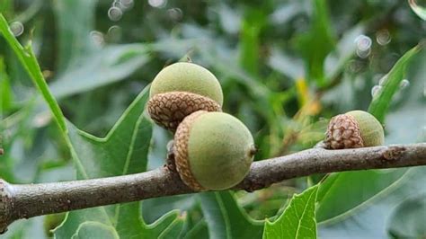 Complete Guide to Pin Oak Trees, Quercus palustris – GrowIt BuildIT