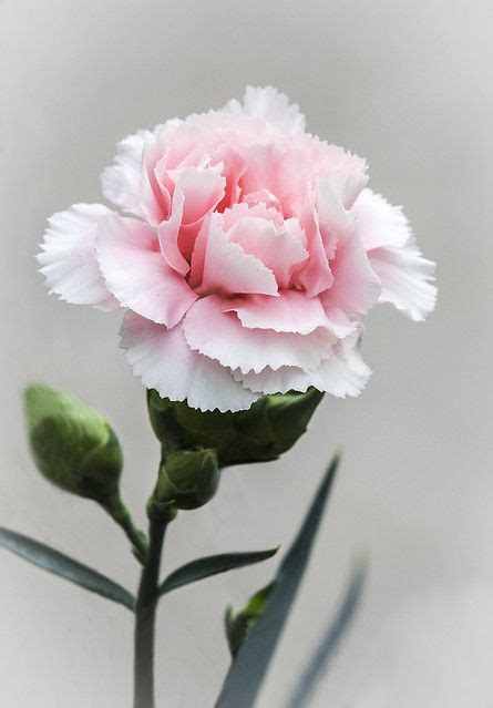 Pink Carnation | Carnation flower, Pink carnations