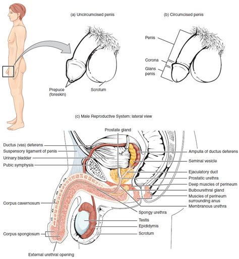 Anatomy and Physiology of the Male Reproductive System – Biology of Aging