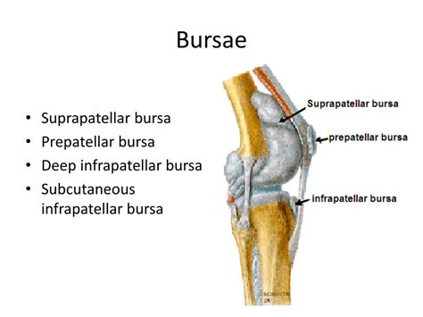 PPT - Knee (Tibiofemoral) Joint and Foot PowerPoint Presentation, free download - ID:2750021