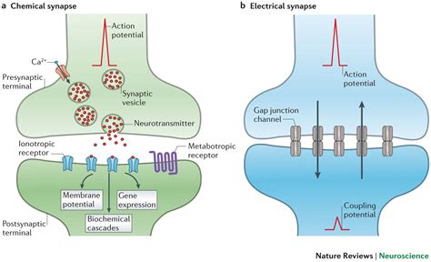 Neural Inhibition and Synaptic Information | by AYCHA KURTULUSH | Medium