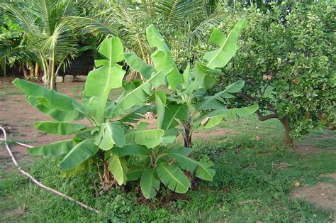 Dwarf Banana Tree: Growing Banana Plants as Ornamentals | Epic Gardening | Banana plants, Banana ...