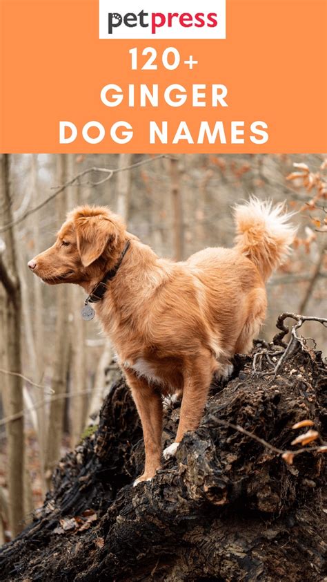 120+ Ginger dog Names For Your Orange And Red Puppies