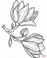 Magnolia Flowers Coloring Page Free Printable  sketch template