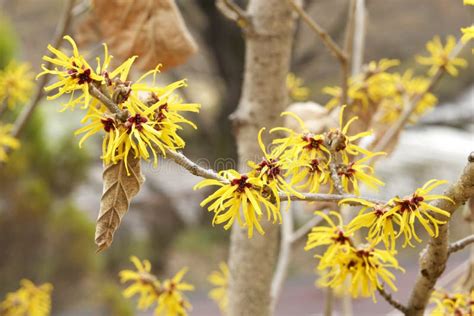 Witch hazel flowers stock image. Image of hamamelidaceae - 87786177