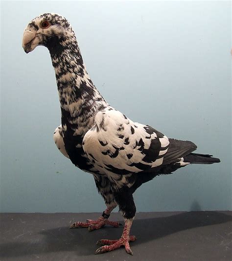 German Beauty Homer | Pigeon breeds, Pet birds, Pigeon pictures