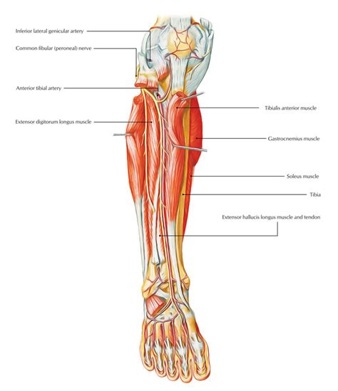 Easy Notes On 【Anterior Tibial Artery】Learn in Just 3 Minutes!